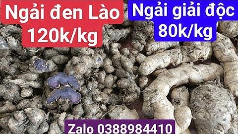 Ngải đen tươi, ngải giải độc: trị ung bướu (u ác tính và lành tính), xương khớp, dạ dày, viêm xoang