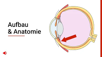 Wie heißen die Teile des Auges?