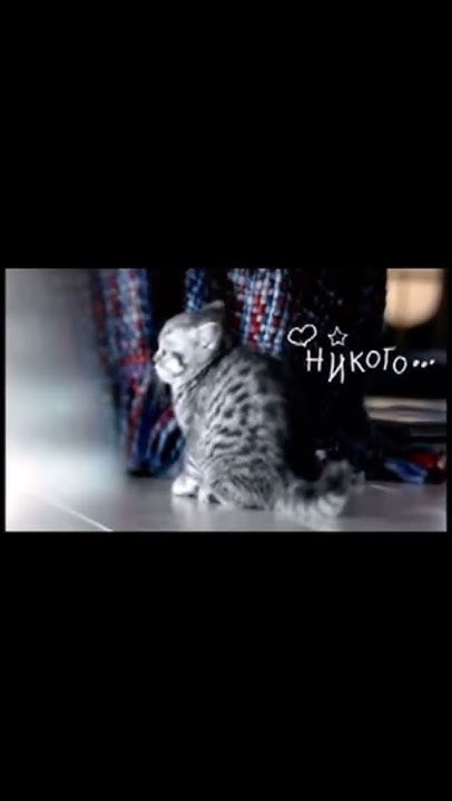 Вискас реклама #recommendations #простоквашино . - YouTube