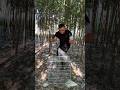 Lightning Catch 😳 Pigeon Trap Too Fast! 😱🔥 #shorts #viral #pigeon #birdtrap #ytshorts