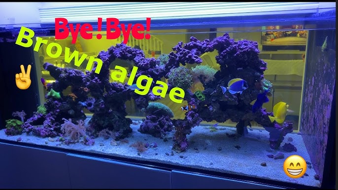 How To Get Rid Of Diatoms Reef Tank Diatoms Reef Tank
