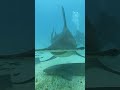 Warum sind Hammerhaie so besonders? #wildnis #ozean #shark #hai #tiere