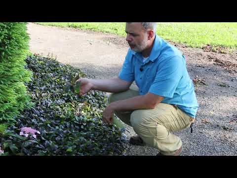 Βίντεο: Carpet Bugle Plants: Growing Ajuga Bugleweed In The Garden