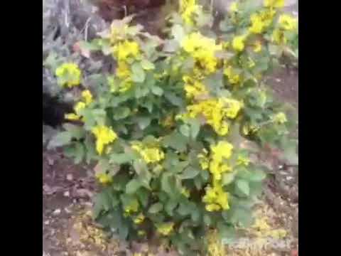 ნანუ.ნანუკა ხუსკივაძე