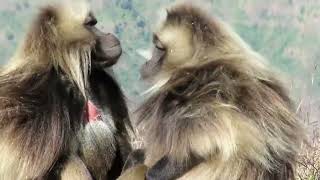 Beautiful Geladas going about their lives, eating, playing, grooming, nursing, mating