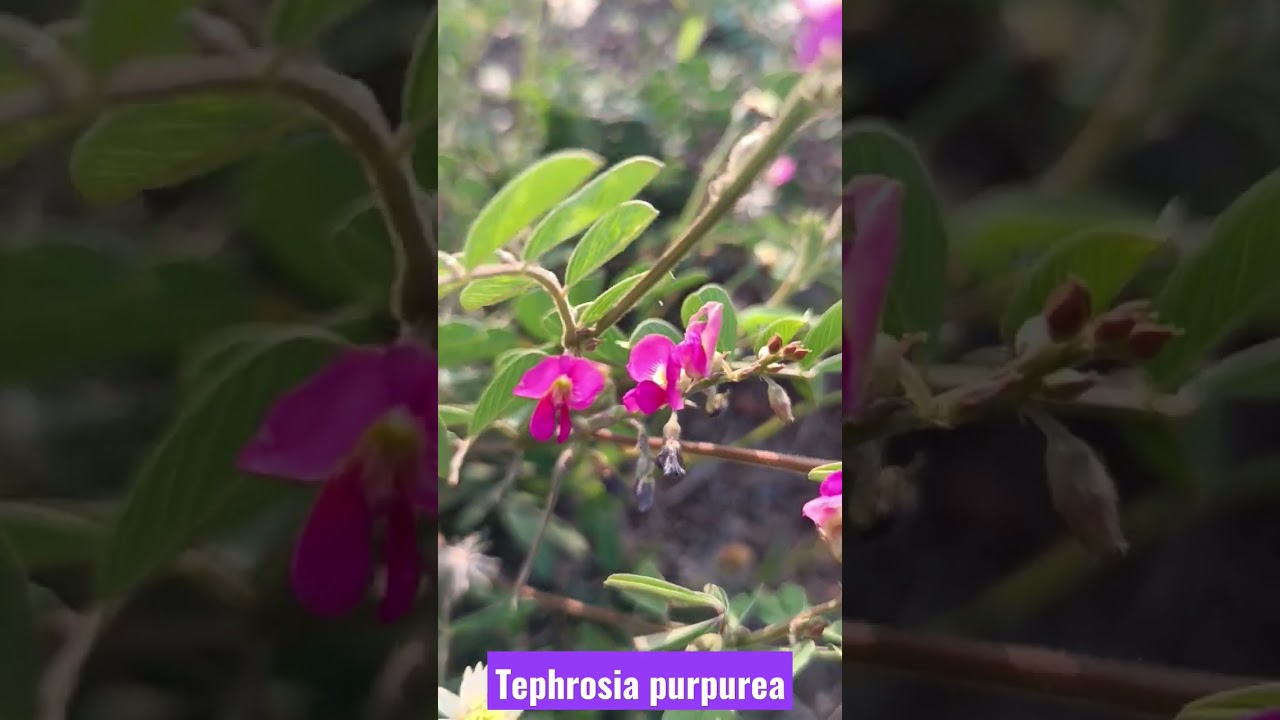 Tephrosia purpurea