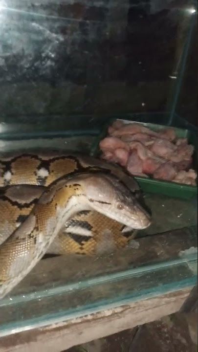 ngasih makan ular di dalam aquarium !!