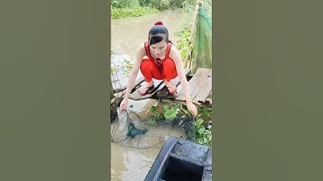Đặt lợp bắt cá đồng mùa nước nổi dính toàn hàng khủng #automobile #funny #farming