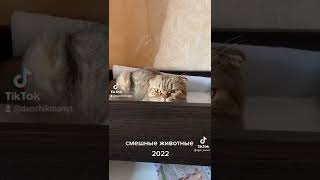 смешные животные апрель 2022 #shorts