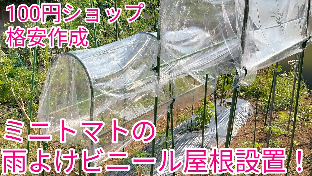 100円ショップの材料でミニトマトの雨よけビニール屋根を設置 Youtube