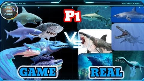 Các shark khi ở ngoài đời thật p1 - Hungry shark evolution