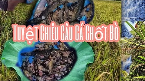 CÂU CÁ CHỐT BÒ ĐÊM | TRẦN TRƯỜNG TV