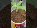 Day 11 —no water 5 days and THRIVING 👀🌱#UnorthodoxGrower #indoorgrow DIYGrow #HomeGrow #AutoFlower