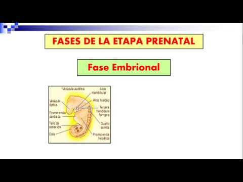 Video: ¿Qué se considera el período prenatal?