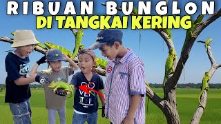 Download Lagu Spektakuler...!!! Hunting Ribuan Bunglon Atau Londok di Tangkai Kering! MP3 Download Lagu Spektakuler...!!! Hunting Ribuan Bunglon Atau Londok di Tangkai Kering! MP3