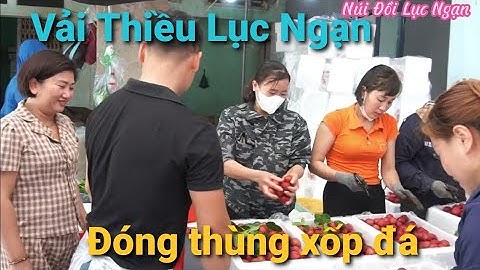 Cách Đóng Vải Thiều Bằng Thùng Xốp Đá Xuất Khẩu I NÚi ĐỒi Lục Ngạn