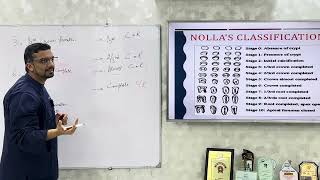 Nolla Stages Of Tooth Development