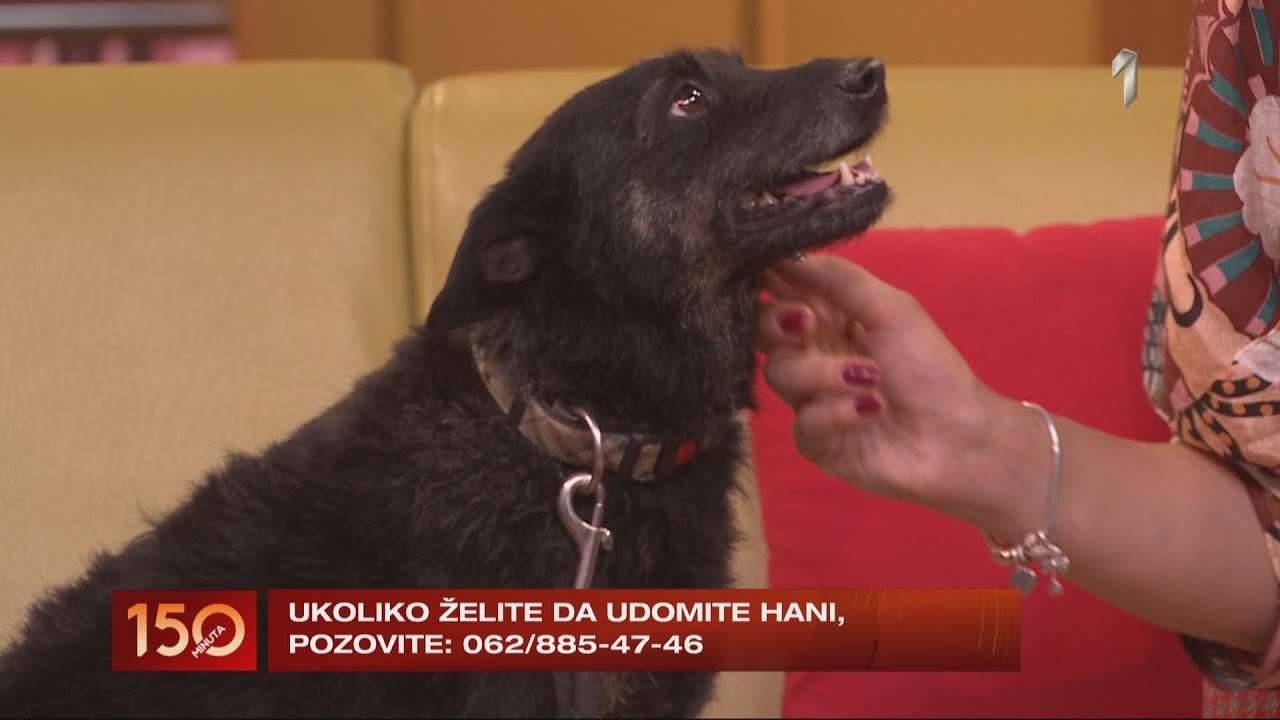 150 MINUTA - Kako preboleti gubitak svog kućnog ljubimca | PRVA