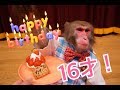 【おサルの飯テロ】カイくん16歳の誕生日にいちごのタルトを食す!!