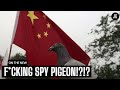 On The Chinese Spy Pigeon!