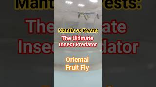 Mantis vs Pests-The Ultimate Insect Predator !螳螂-害蟲終結者 #mantis #pests #housefly #mosquito #fruitfly