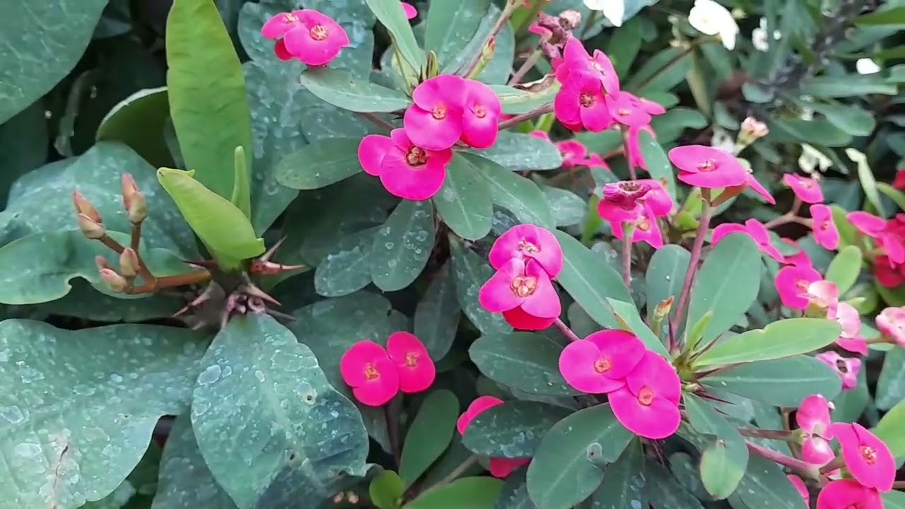 Paseo por el vivero de sol 🌹🪻🌷🌻🌼🌵