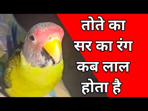 plum headed parrot ka sar kab red hota hai // Plum Headed Parrot Head ...