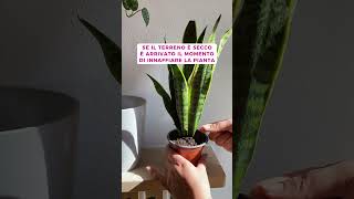Il Metodo Corretto Per Innaffiare La Sansevieria Evitando Il Marciume