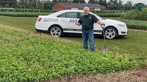 Cover Crop:  Frost Seeding Red Clover in Wheat