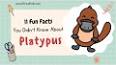 The Intriguing History of the Astounding Platypus ile ilgili video