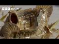 The Amazing Wildlife of India: The Ganges & Beyond | BBC Earth