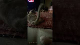 Siamese Cat Tail Twisting |Fast !!