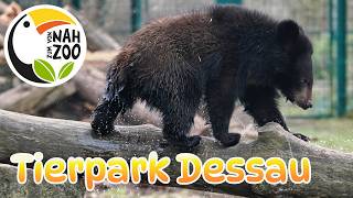 Dessau Zoo - A Park Under the Radar - Up Close to the Zoo 4K