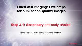 3.1 Secondary antibody choice–Fixed cell imaging: 5 steps for publication-quality images