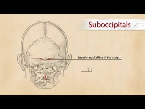Video: Semispinalis Muskelanatomi, Funksjon Og Funksjon - Kroppskart