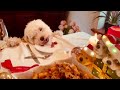 puppy enjoys Christmas Eve dinner