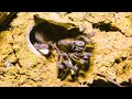 Trapdoor Spider Seizes Insect The Dark Nature S Nighttime World BBC Earth