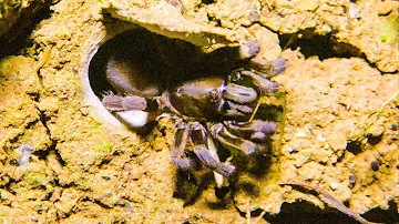 Trapdoor Spider Seizes Insect | The Dark: Nature's Nighttime World | BBC Earth