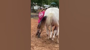 Taught trouble how to lay down on command