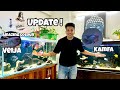 Amazing Fish Collection Update | Vieja Guttulatus Color Transformation & Kamfa Update