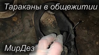 видео: Тараканы в очень грязной комнате. МирДез (2024г) 2 картинка: Тараканы в очень грязной комнате. МирДез (2024г) 2