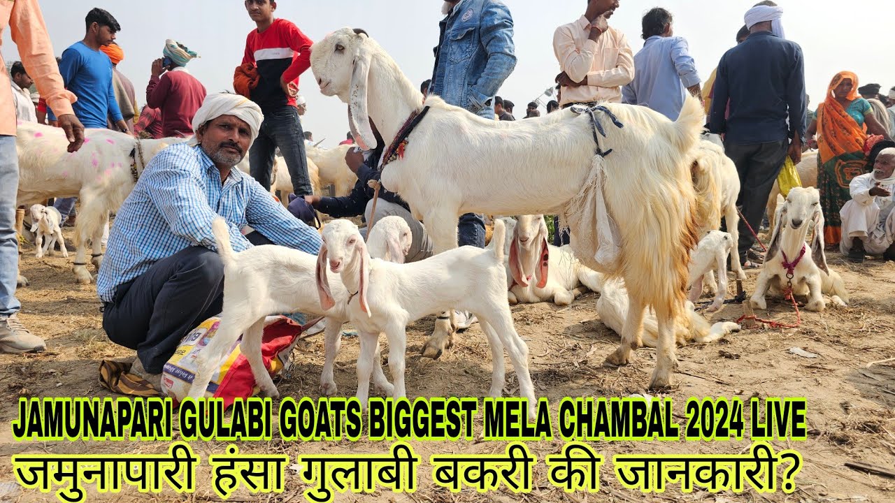 Jamunapari Hansa Bacche Wali Bakri Full Size | Chambal Ki Rani | जमुनापारी बकरी का सबसे बड़ा मेला |