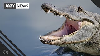 'Egregious and unacceptable' alligator incident being investigated in South Carolina