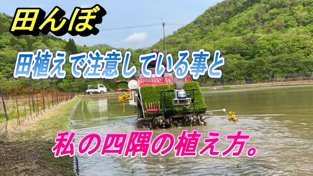 Rice paddy] Things to be careful of when planting rice, and how I