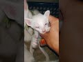 😿 My Tiny Newborn Kitten Needed Eye Cleaning Today 🐾 #catmoments #cutepets #kittenlover