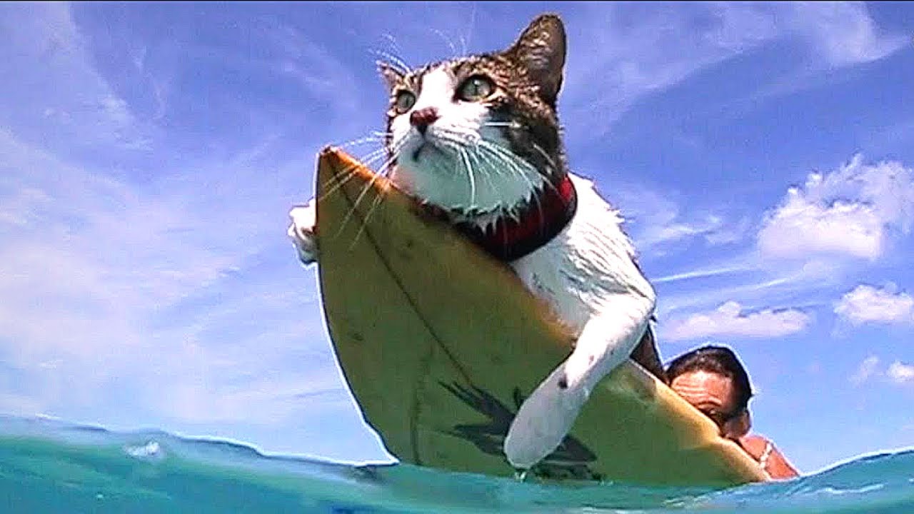 Hawaiian Cat Loves Surfing With His Parents - YouTube