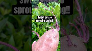 Sweet potato sprout growing!! #sweetpotato #sweet #potato #sprout #plantlife #growyourown #shorts