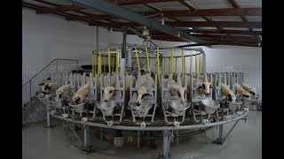 Agromasters - Sheep and Goat Rotary Parlour