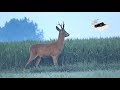 Roebuck hunting in mai - best moments compilation 2020