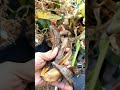 Perfnique Kitchen Compost Bin review? #lasvegas #kitchencompost #easy